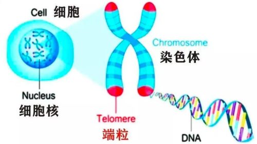人类以后还会进化吗(现在人类还在进化吗)插图10