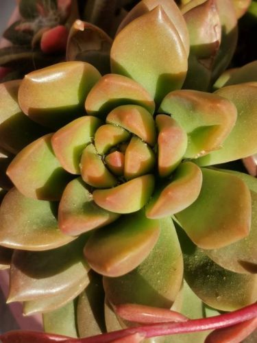 如何把多肉养的又大又肥(多肉如何养得又大又肥)插图