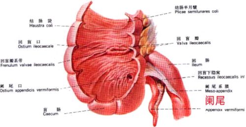 人类以后还会进化吗(现在人类还在进化吗)插图7
