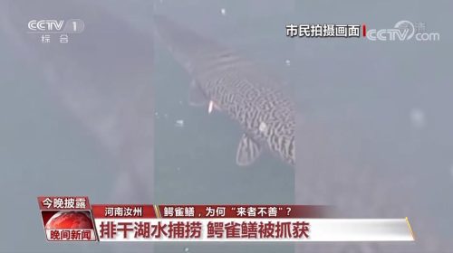 鳄雀鳝的智商有多高 (鳄雀鳝为何“来者不善”？)插图