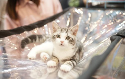 美短猫图片大全及价格(美短成年猫图片大全)插图2