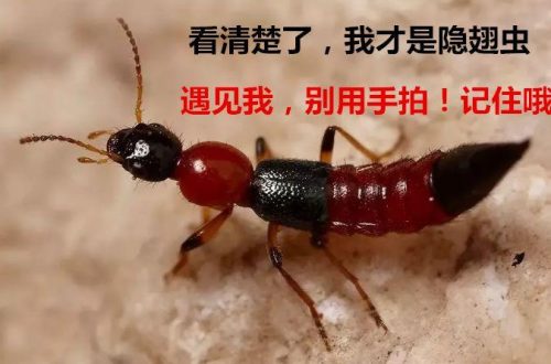 隐翅虫咬人后症状 (隐翅虫咬后有什么有效的处理方法)插图1