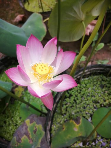 民间流传十大不吉利花是哪些(十大不吉利花干枝梅)插图4