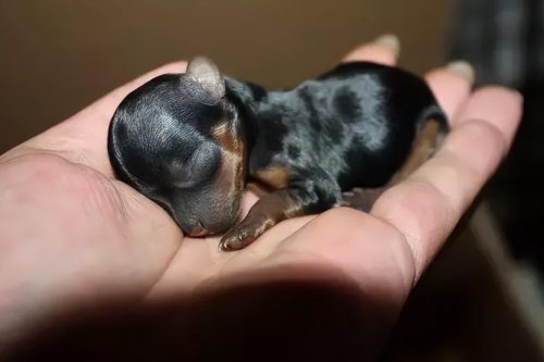 茶杯犬1元一只是真的吗(网上茶杯犬20元一只是真的吗)插图7