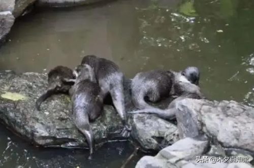 水猴子真的存在吗(水猴子真实存在吗)插图4