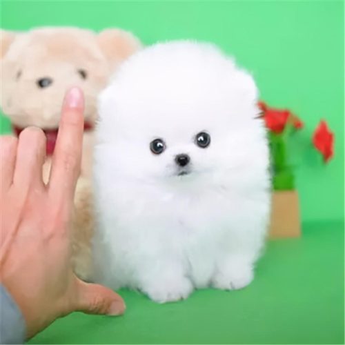 茶杯犬1元一只是真的吗(网上茶杯犬20元一只是真的吗)插图