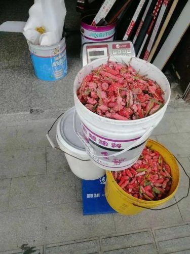 福寿螺到底能不能吃(福寿螺能吃吗)插图7
