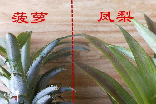 凤梨和菠萝的区别(凤梨和菠萝是一样的吗)插图3