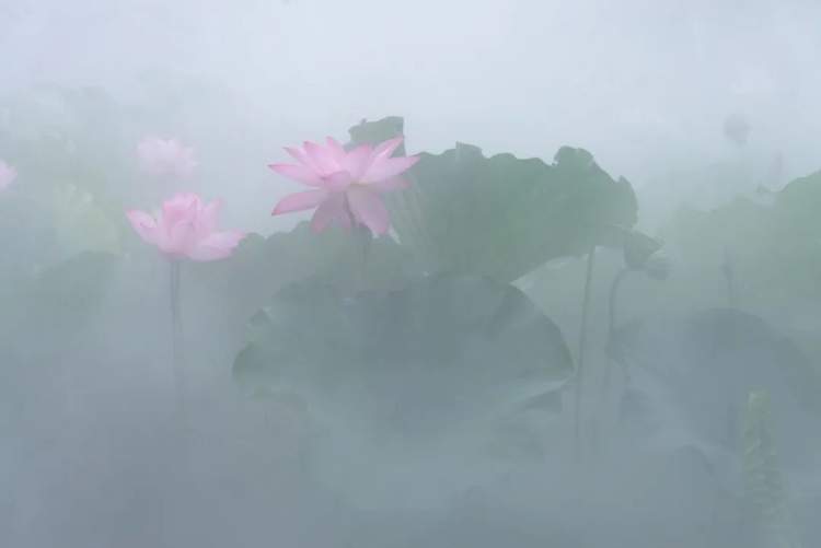 菡萏是什么花 (古诗中的草花图)插图7