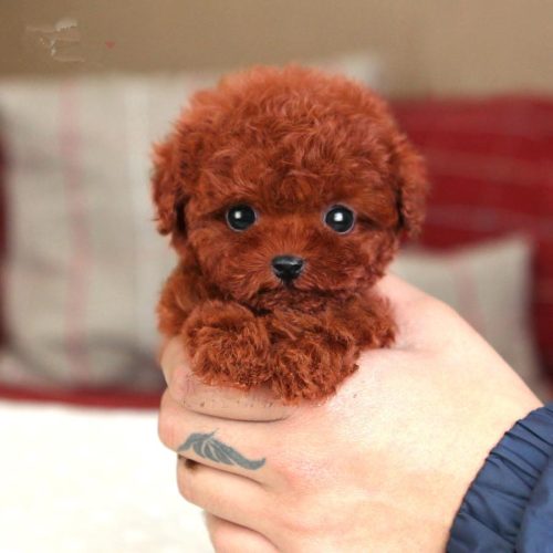茶杯犬1元一只是真的吗(网上茶杯犬20元一只是真的吗)插图1