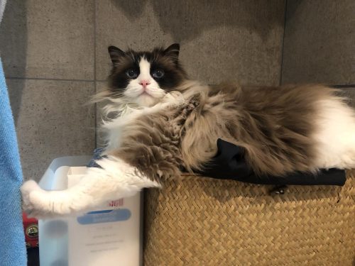 布偶猫价格多少钱一只(蓝猫多少钱一只)插图13