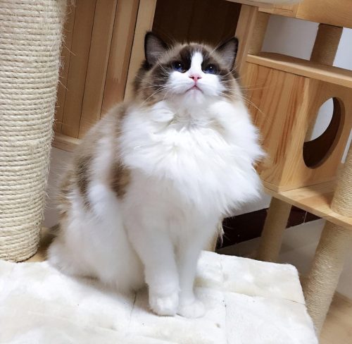 布偶猫价格多少钱一只(蓝猫多少钱一只)插图9