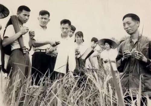 袁隆平的成就100字 (袁隆平的经历)插图7