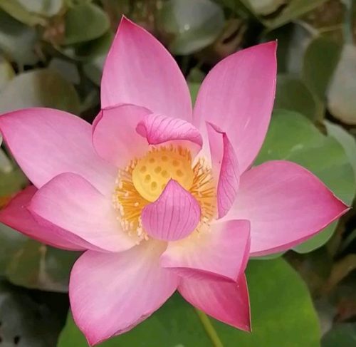 民间流传十大不吉利花是哪些(十大不吉利花干枝梅)插图5