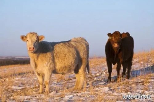 2023年是什么年(2024年是什么年)插图2
