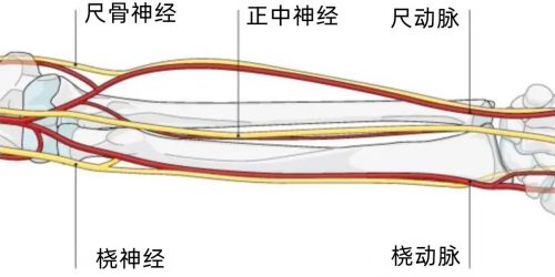 人类以后还会进化吗(现在人类还在进化吗)插图6