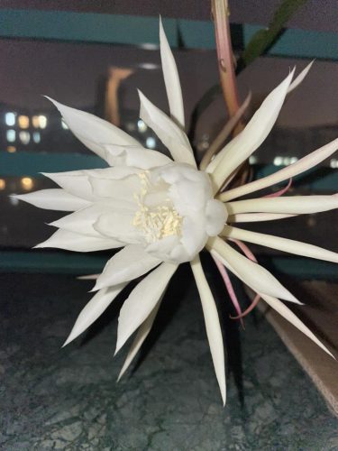民间流传十大不吉利花是哪些(十大不吉利花干枝梅)插图6