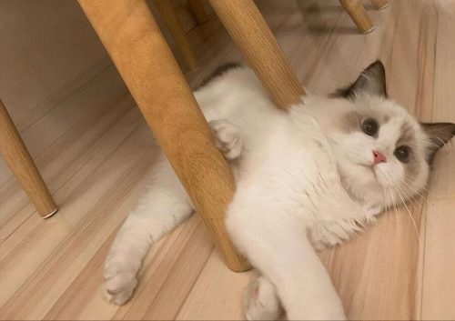 布偶猫价格多少钱一只(蓝猫多少钱一只)插图12