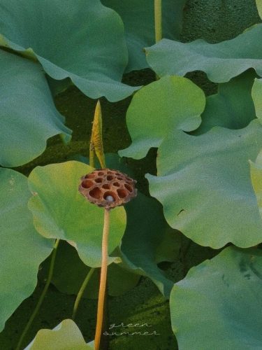 四叶菡萏是什么花(四叶菡萏是什么植物)插图22