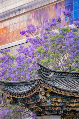 中国气候最宜居的地方(中国气候最舒服的地方)插图1