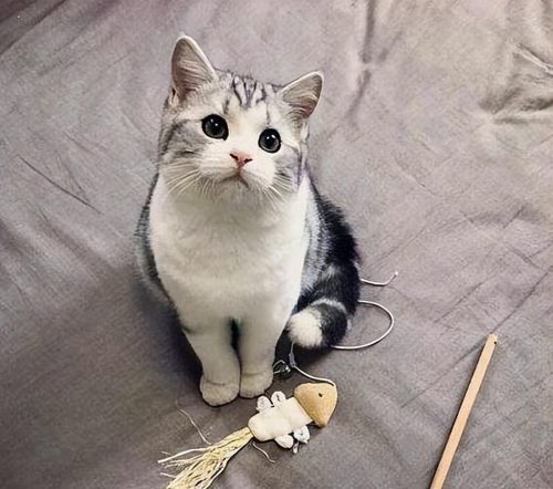美短猫图片大全及价格(美短成年猫图片大全)插图8