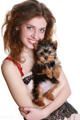 茶杯犬1元一只是真的吗(网上茶杯犬20元一只是真的吗)插图2