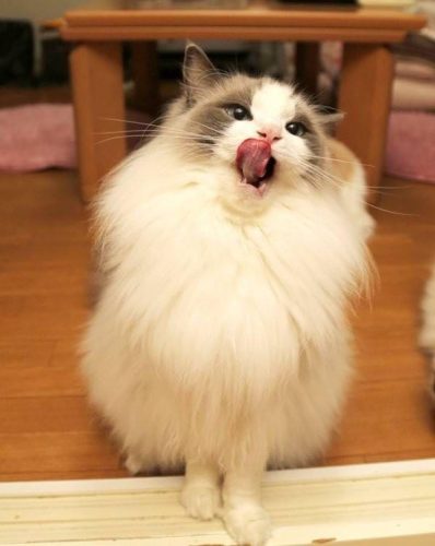布偶猫价格多少钱一只(蓝猫多少钱一只)插图4
