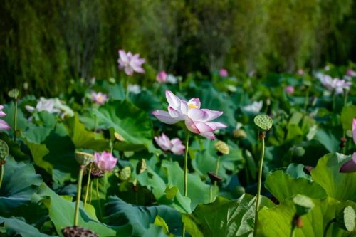 四叶菡萏是什么花(四叶菡萏是什么植物)插图9