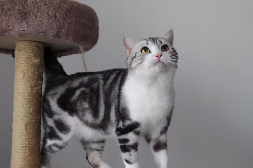 美短猫图片大全及价格(美短成年猫图片大全)插图4