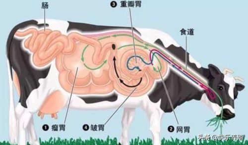 牛有哪四个胃分别叫什么(牛的四个胃分别有什么功能)插图