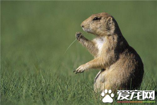 土拨鼠多少钱一只(普通土拨鼠多少一个)插图