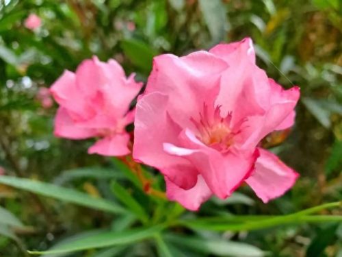 中国十大著名植物园排行榜(国内各大旅游景点排名)插图4