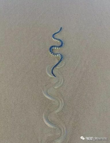世界上最毒十大毒蛇排行榜(中国蛇毒排名第一)插图13
