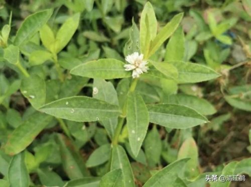 除草剂十大产品排行榜最新(环嗪酮除草剂)插图14