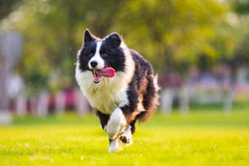 世界级十大军犬排行榜(十大军犬电影)插图7