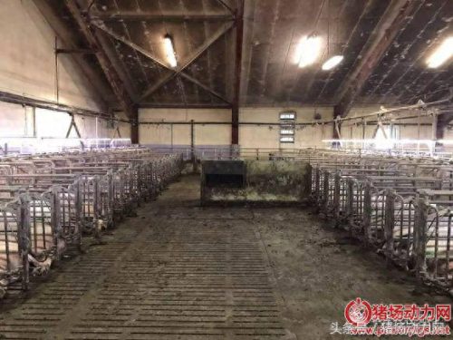 美国十大养猪厂排行榜图片(国外最近的大型养猪场)插图19