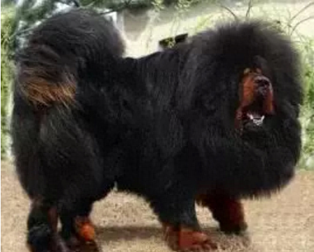 十大最大巨型犬种排行榜(佛山十大禁养犬种)插图4