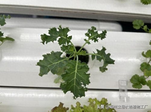 十大家庭水培蔬菜排行榜(水培蔬菜技术哪里能学习培训)插图6