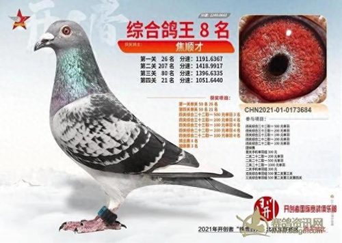 北京十大赛鸽名家排行榜(中国赛鸽名家前10名)插图7