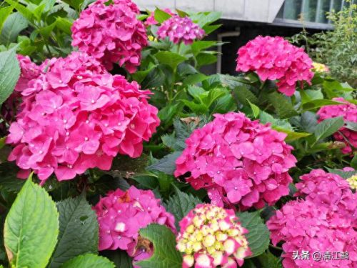 除螨剂十大排行榜(青花椒除螨剂靠谱吗)插图24