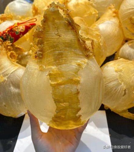 什么是鱼胶十大鱼胶排行榜(巴沙鱼鳔价格)插图12