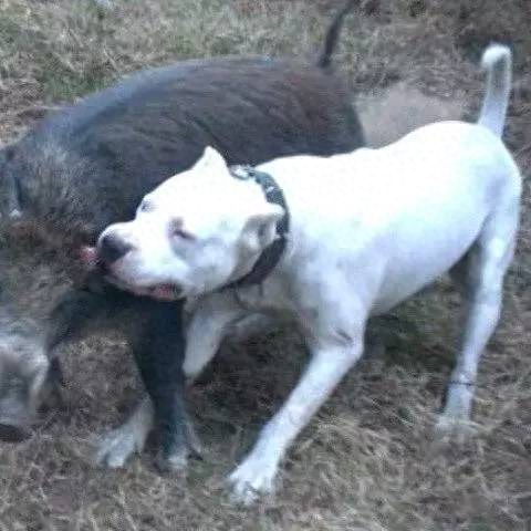 十大最大巨型犬种排行榜(佛山十大禁养犬种)插图10