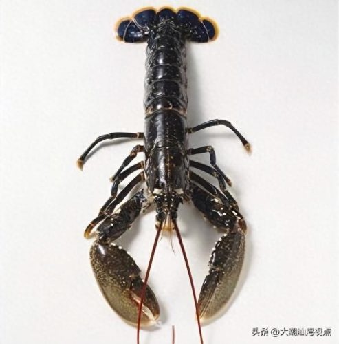 十大龙虾排行榜图片(十大最好龙虾排名)插图2