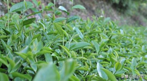 佛山绿茶十大排行榜最新(广东省绿茶口感排行)插图8