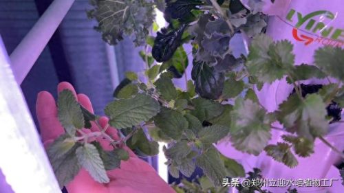 十大家庭水培蔬菜排行榜(水培蔬菜技术哪里能学习培训)插图9