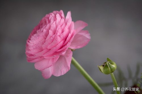 为什么不能送人洋牡丹(牡丹为什么不能送人)插图