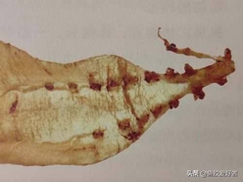 什么是鱼胶十大鱼胶排行榜(巴沙鱼鳔价格)插图5