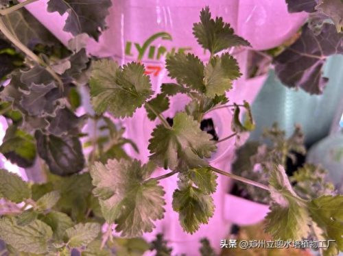十大家庭水培蔬菜排行榜(水培蔬菜技术哪里能学习培训)插图8