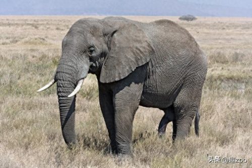 十大食物链霸主排行榜(5个食物链结构图)插图17