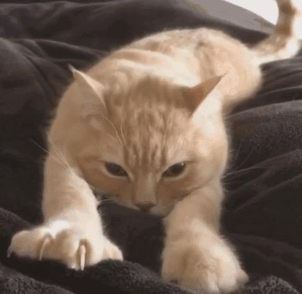 猫咪对着我一边呼噜一边踩奶(猫咪一边踩奶一边叫)插图1